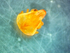 Cryptolithodes typicus