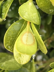 Calonectria pseudonaviculata