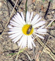 Acmaeodera neglecta neoneglecta