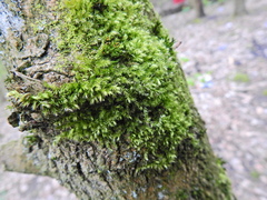 Brachythecium rutabulum