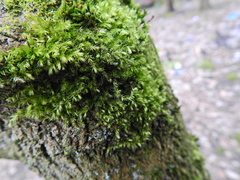 Brachythecium rutabulum