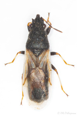 Metopoplax origani