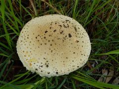 Saproamanita nauseosa