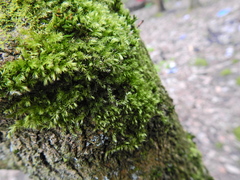 Brachythecium rutabulum