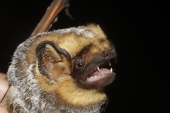 Lasiurus cinereus cinereus