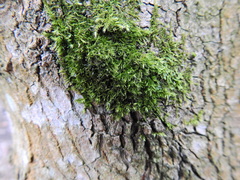 Hypnum cupressiforme