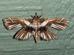Undulambia striatalis