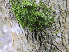 Hypnum cupressiforme