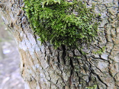 Hypnum cupressiforme