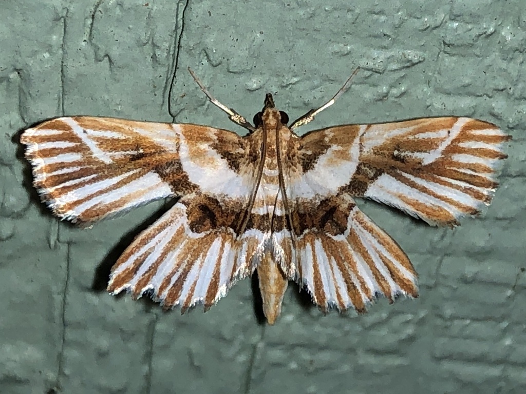 Beautiful Undulambia Moth