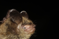 Myotis auriculus auriculus