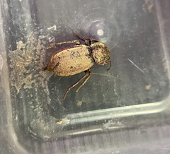 Stenomorpha parallela