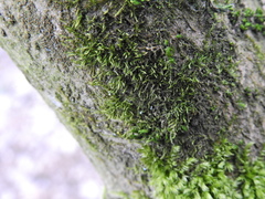 Hypnum cupressiforme