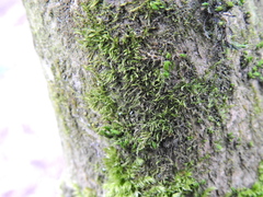 Hypnum cupressiforme