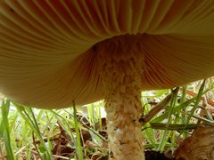 Saproamanita nauseosa