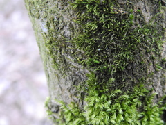 Hypnum cupressiforme