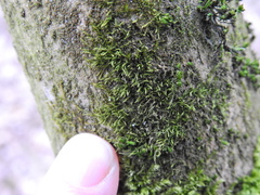 Hypnum cupressiforme