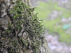 Cryphaea heteromalla