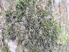Cryphaea heteromalla