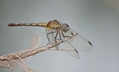 Micrathyria longifasciata