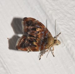Choreutis emplecta