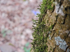 Cryphaea heteromalla