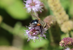 Archytas scutellatus