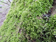 Brachythecium rutabulum