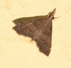 Diplopseustoides mineti