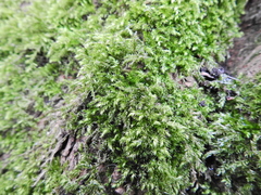 Brachythecium rutabulum