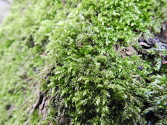 Brachythecium rutabulum