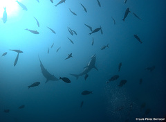 Carcharhinus brevipinna