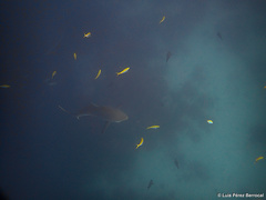 Carcharhinus brevipinna