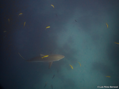 Carcharhinus brevipinna