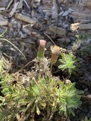 Ixiochlamys cuneifolia