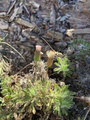 Ixiochlamys cuneifolia