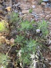 Ixiochlamys cuneifolia