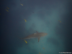 Carcharhinus brevipinna