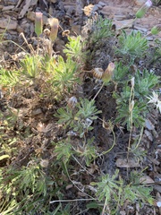 Ixiochlamys cuneifolia