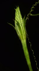 Polyclathra cucumerina