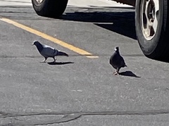 Columba livia domestica