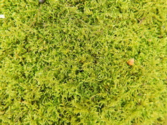 Kindbergia praelonga