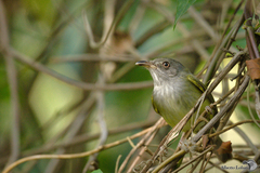 Oncostoma cinereigulare