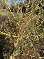 Malva preissiana