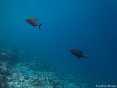 Caranx lugubris