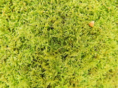 Kindbergia praelonga