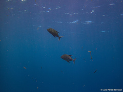 Caranx lugubris