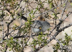 Polioptila melanura
