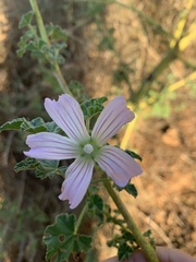 Malva preissiana