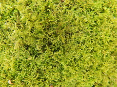 Kindbergia praelonga